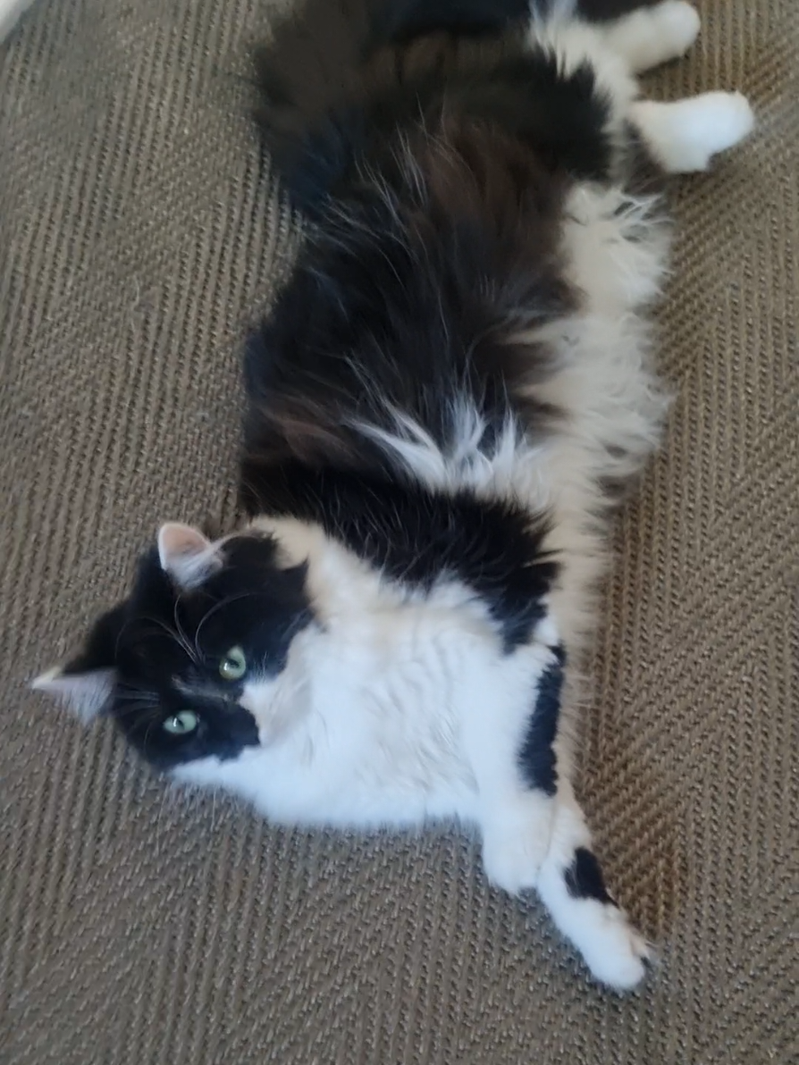 @2catlife