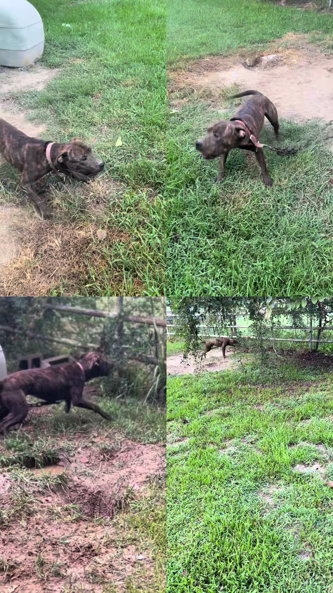 @Big Bookie Kennels