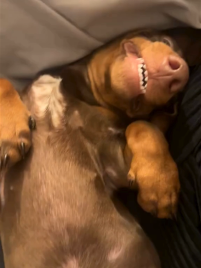 @WoofWoofTV