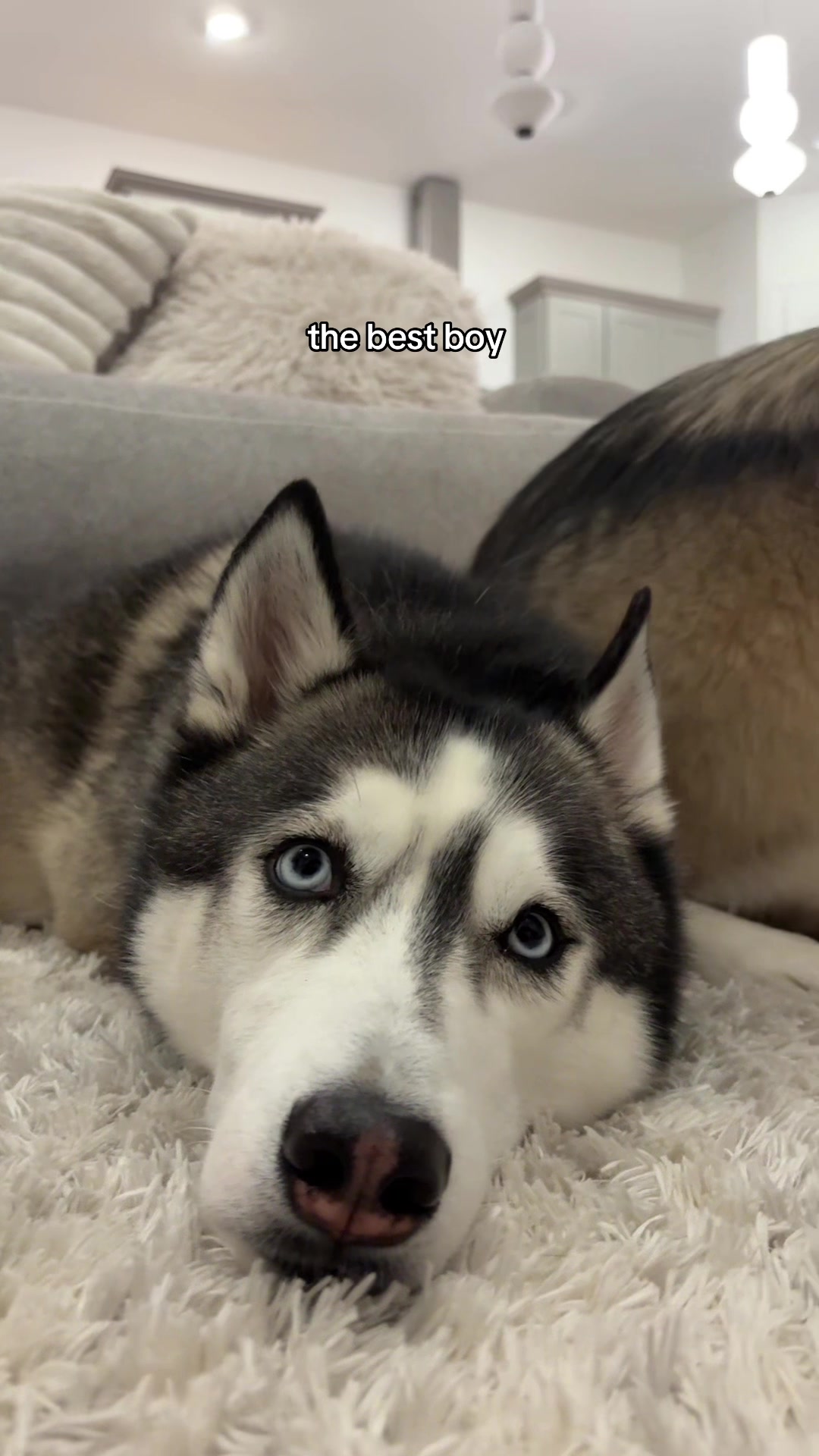 @lifewith2huskies