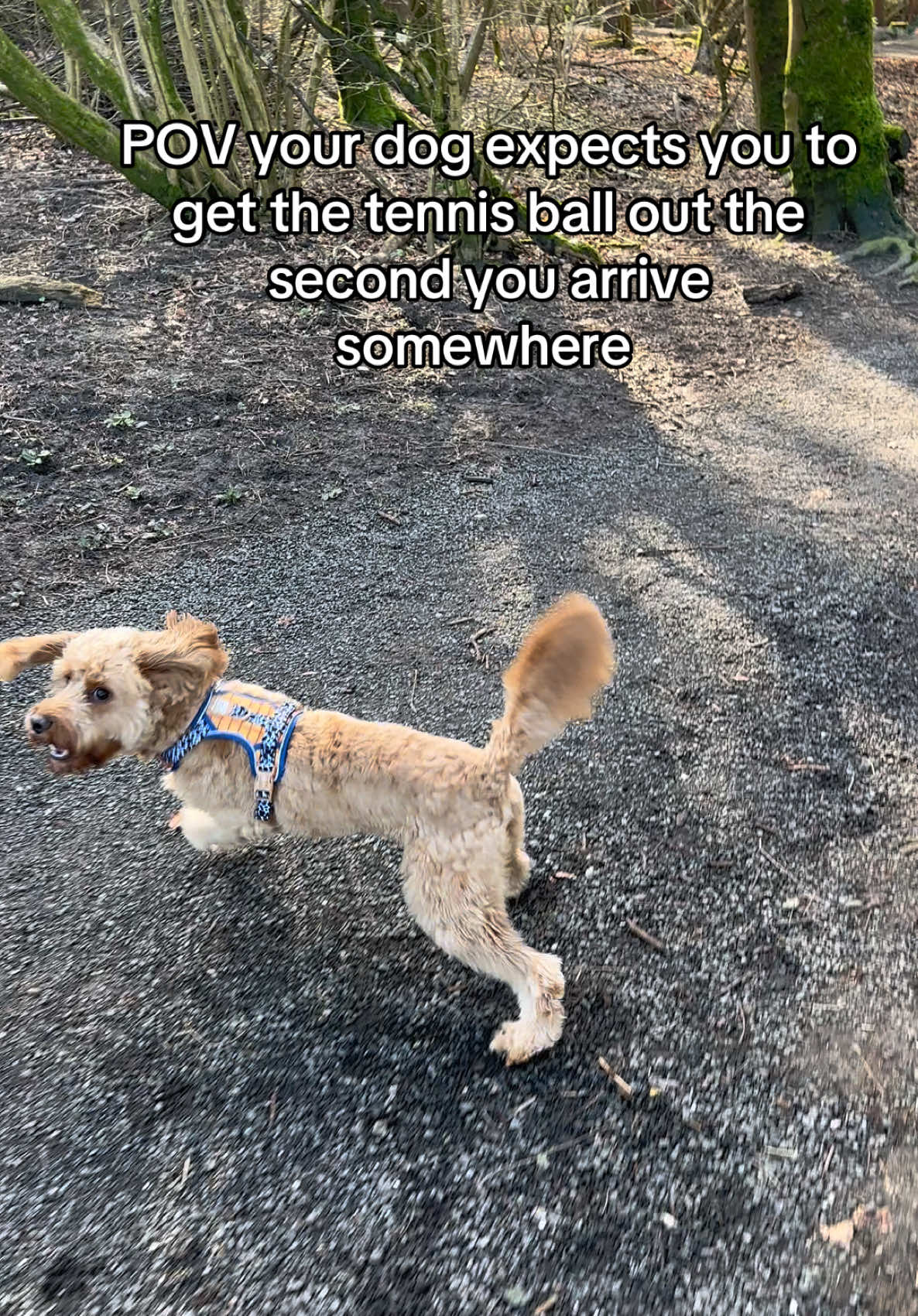 @Max the cavapoo 🐾