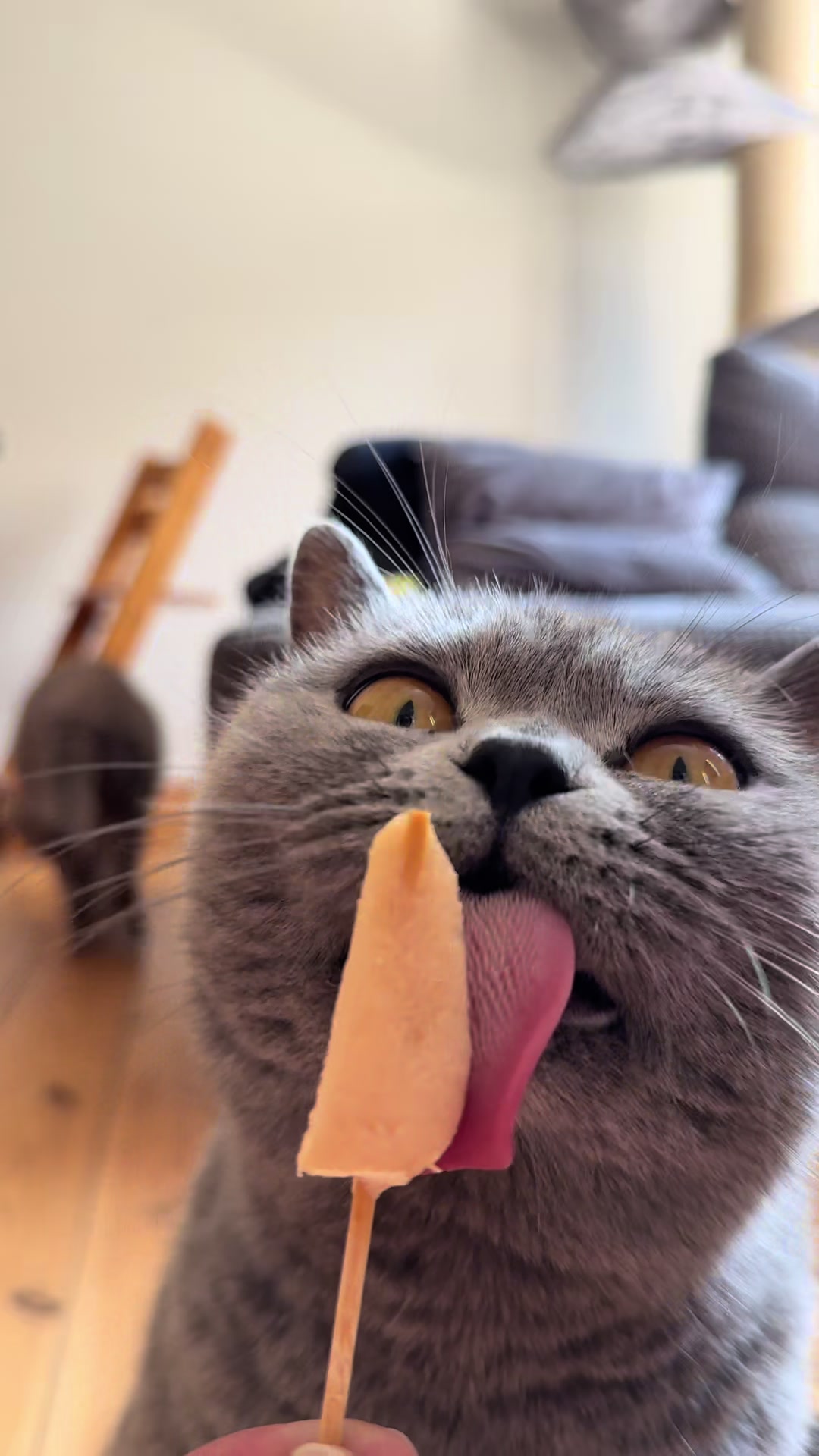 @Purrpawspals โจ