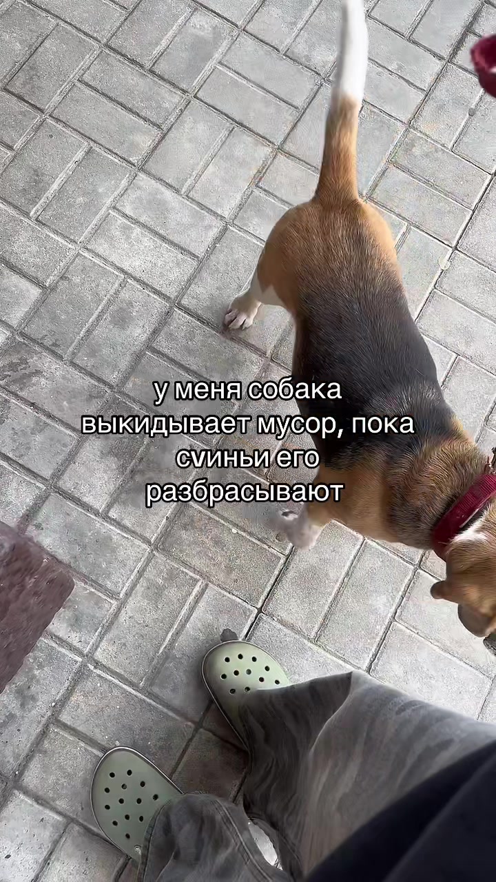 @pingu