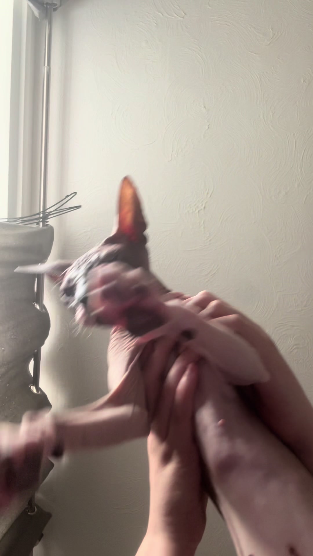 @Sphynxcat