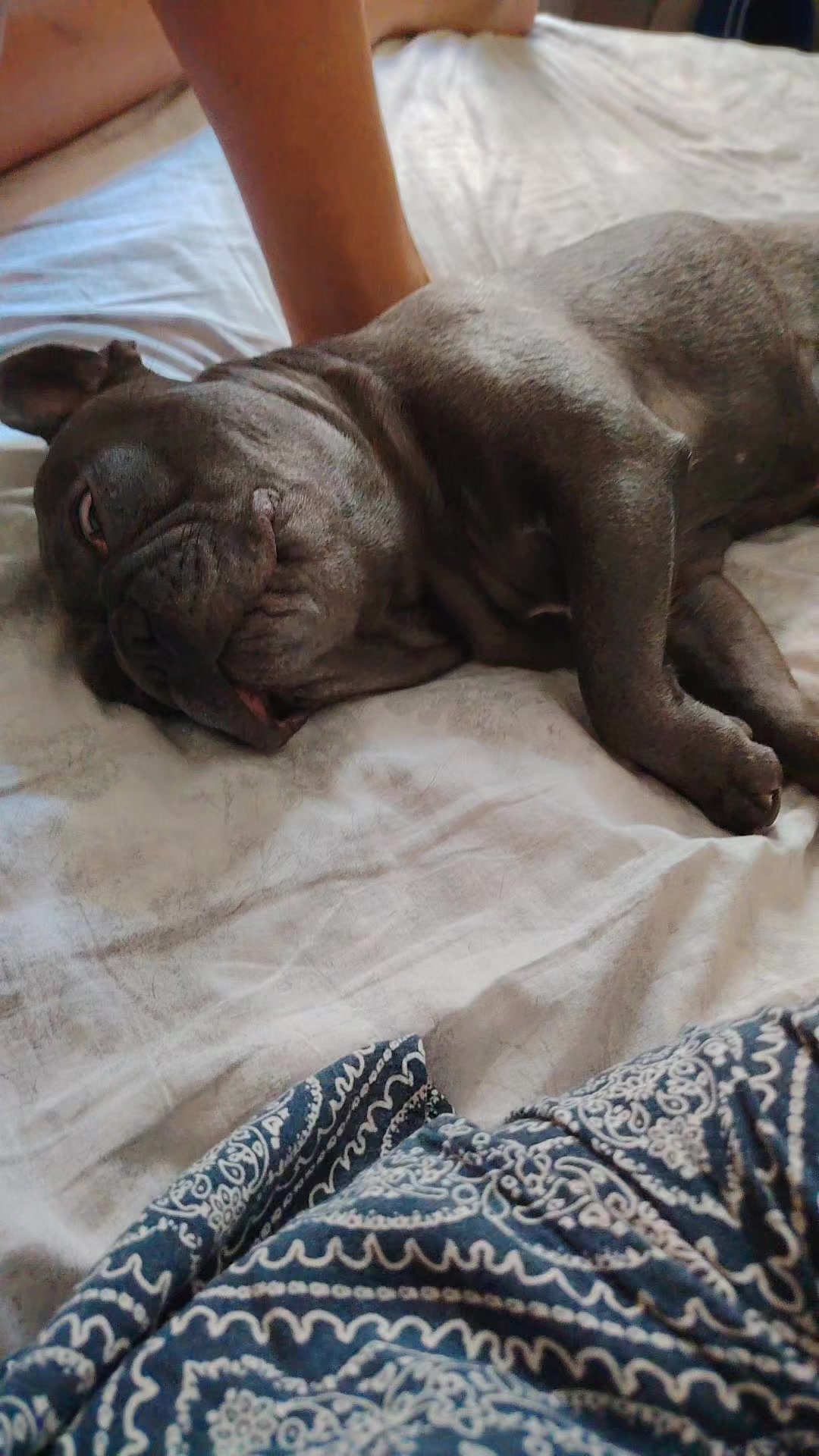 @🐾Pablo🐾