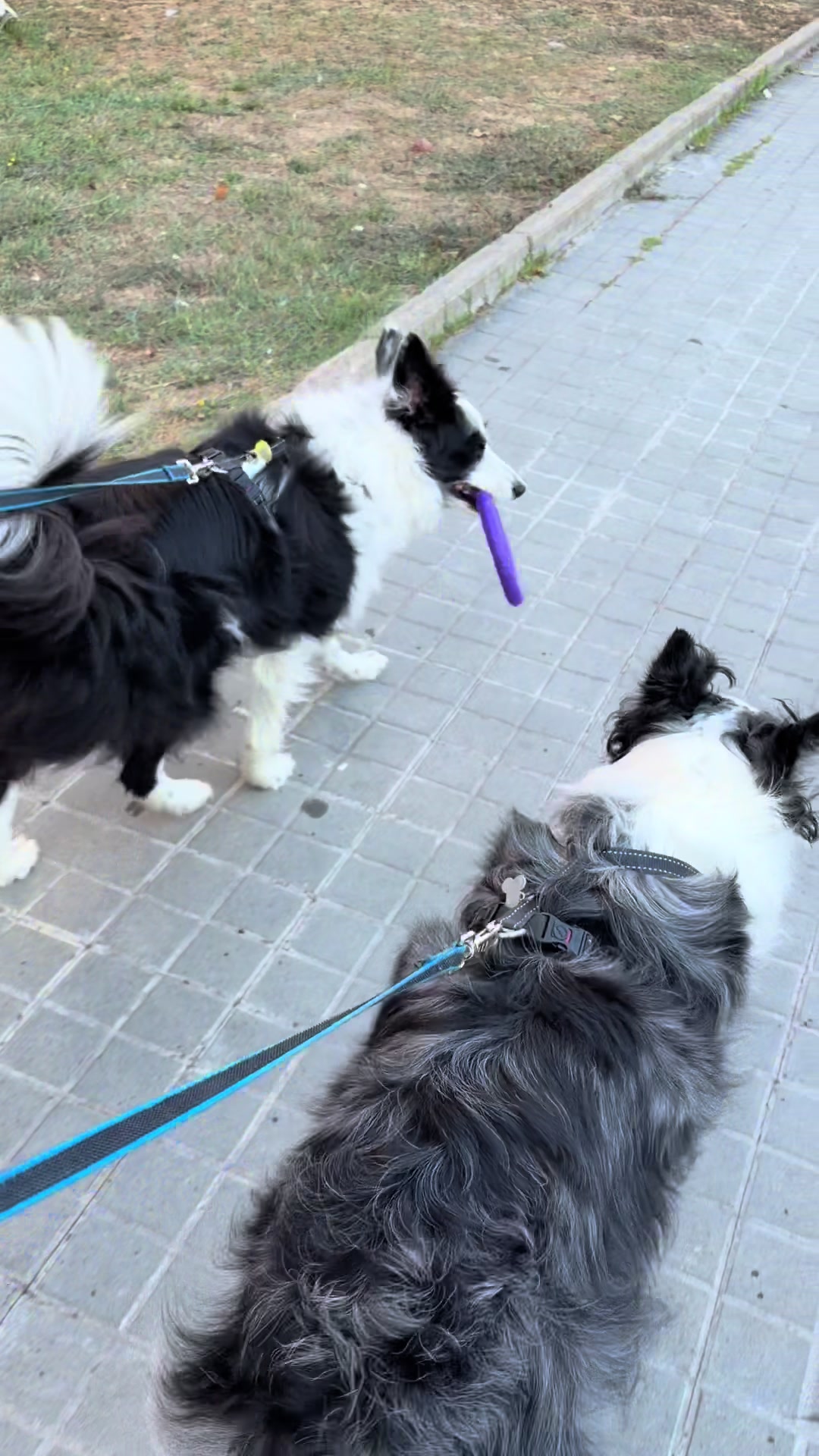 @Pituykay y agapornis
