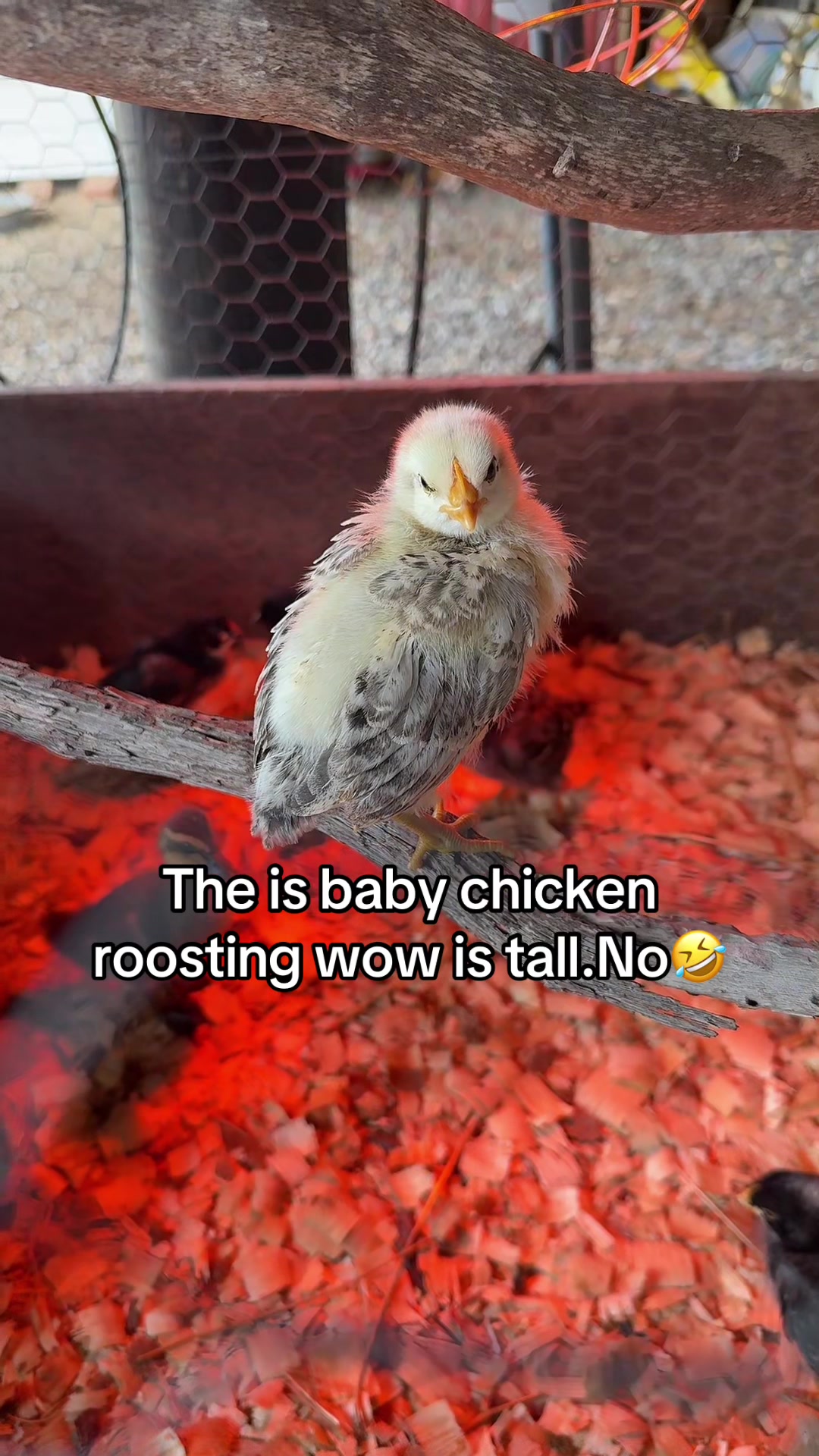 @No