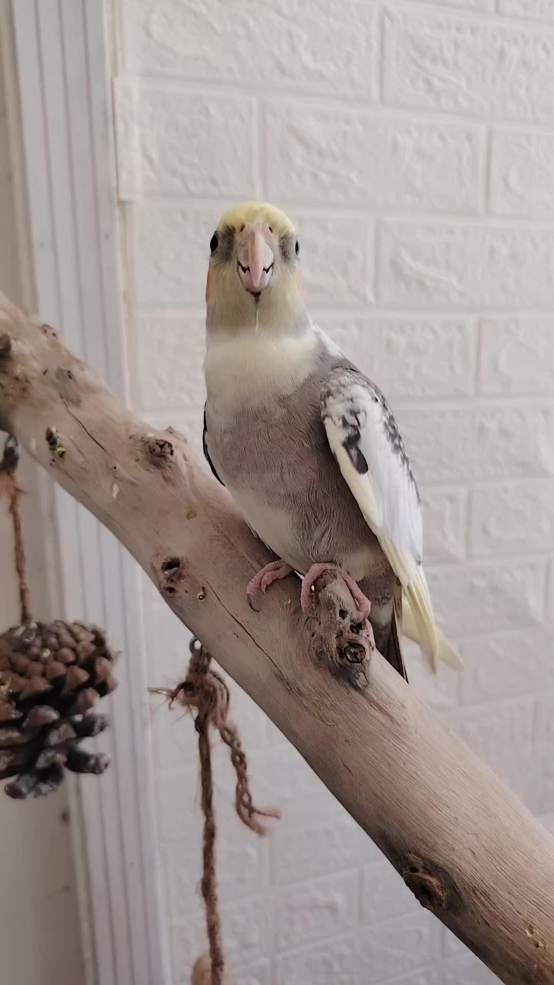 @Cockatiels Craze