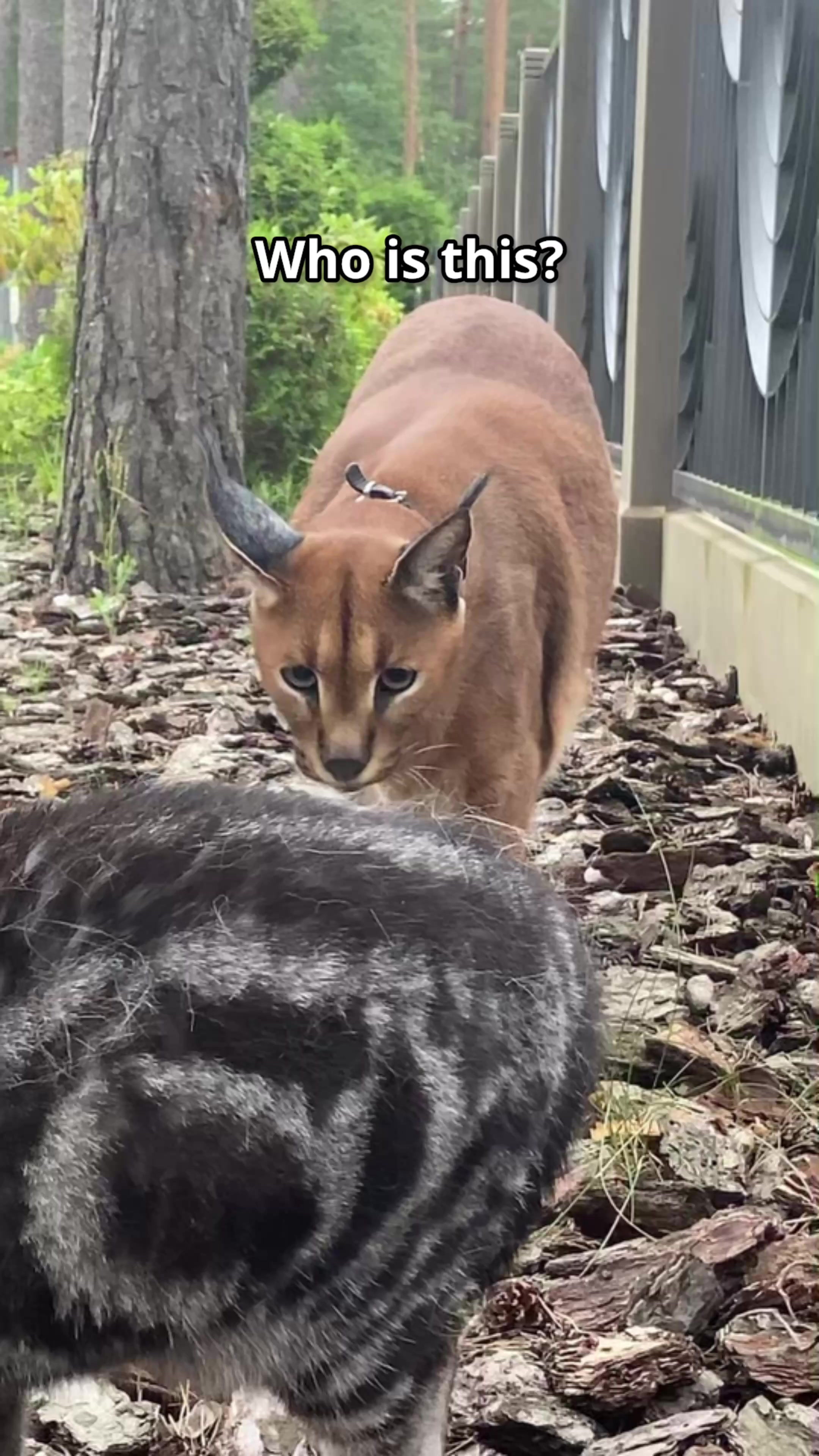 @Pumba Caracal