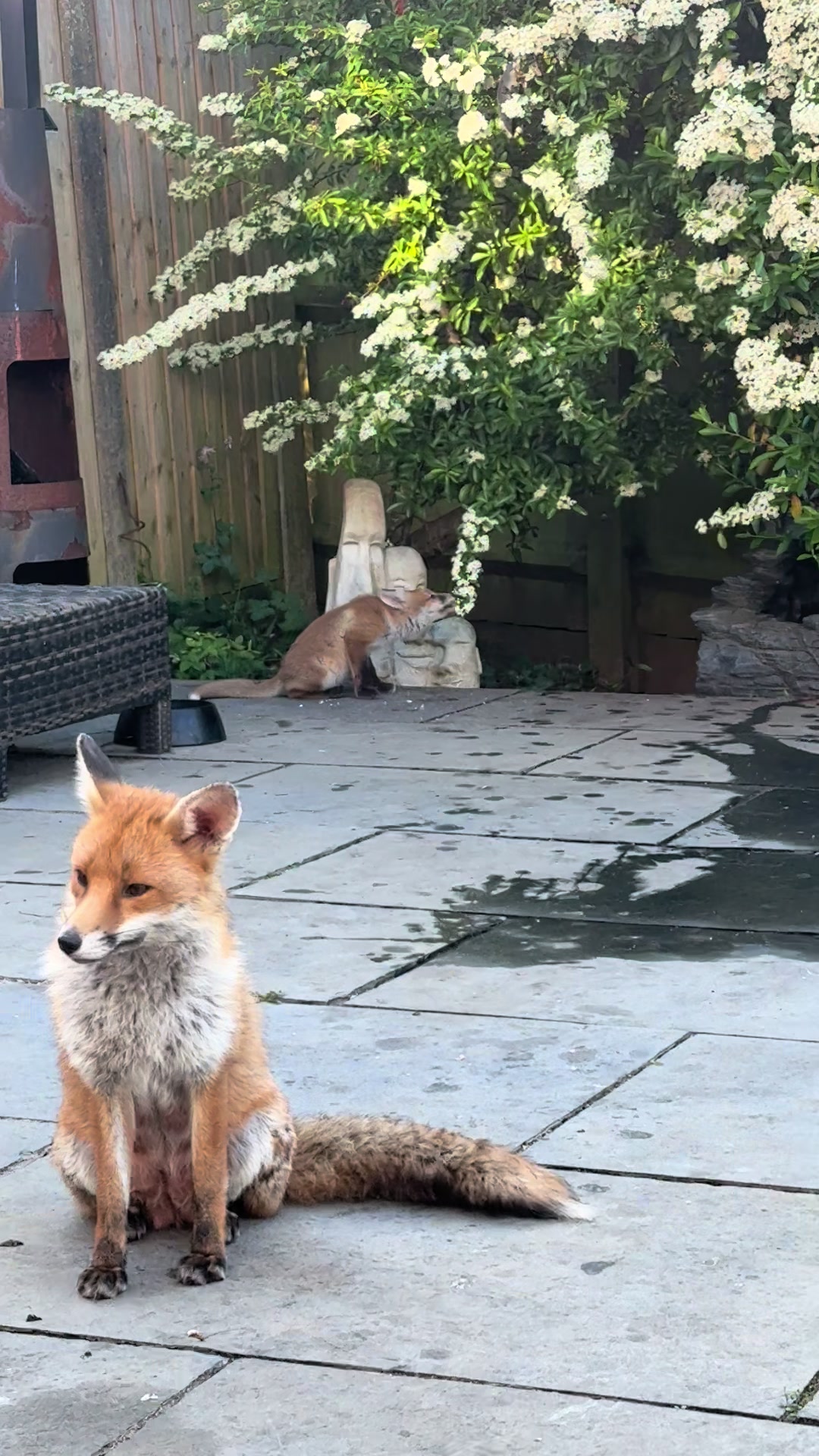 @gp_foxes