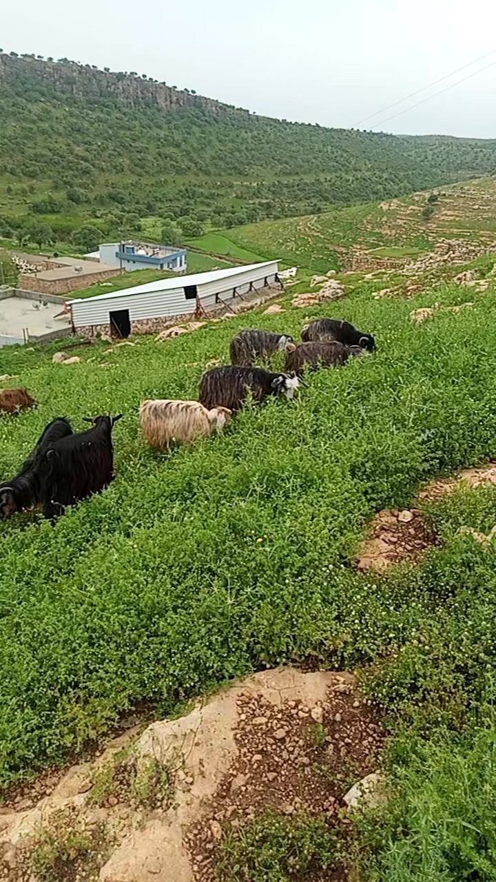 @hebun zınar