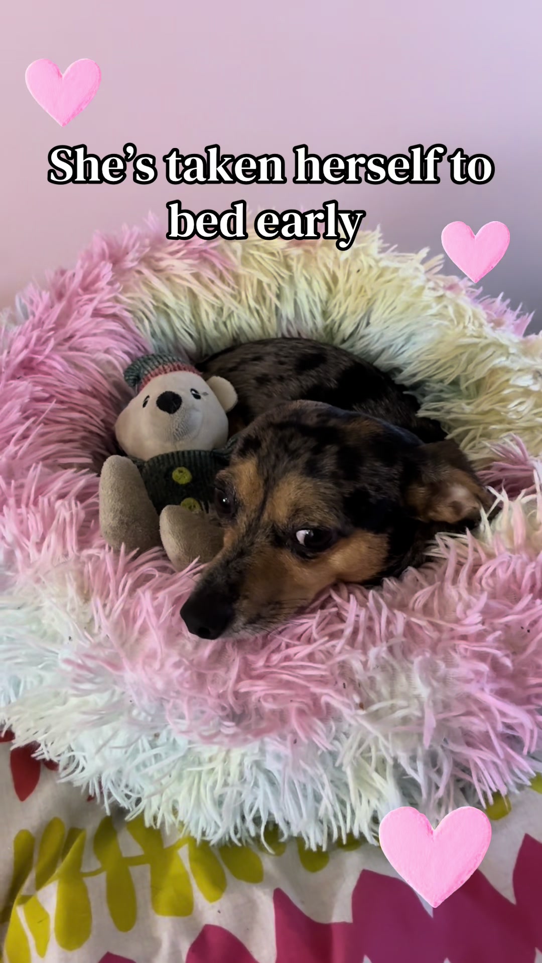 @Miffy & Miss T 🐾