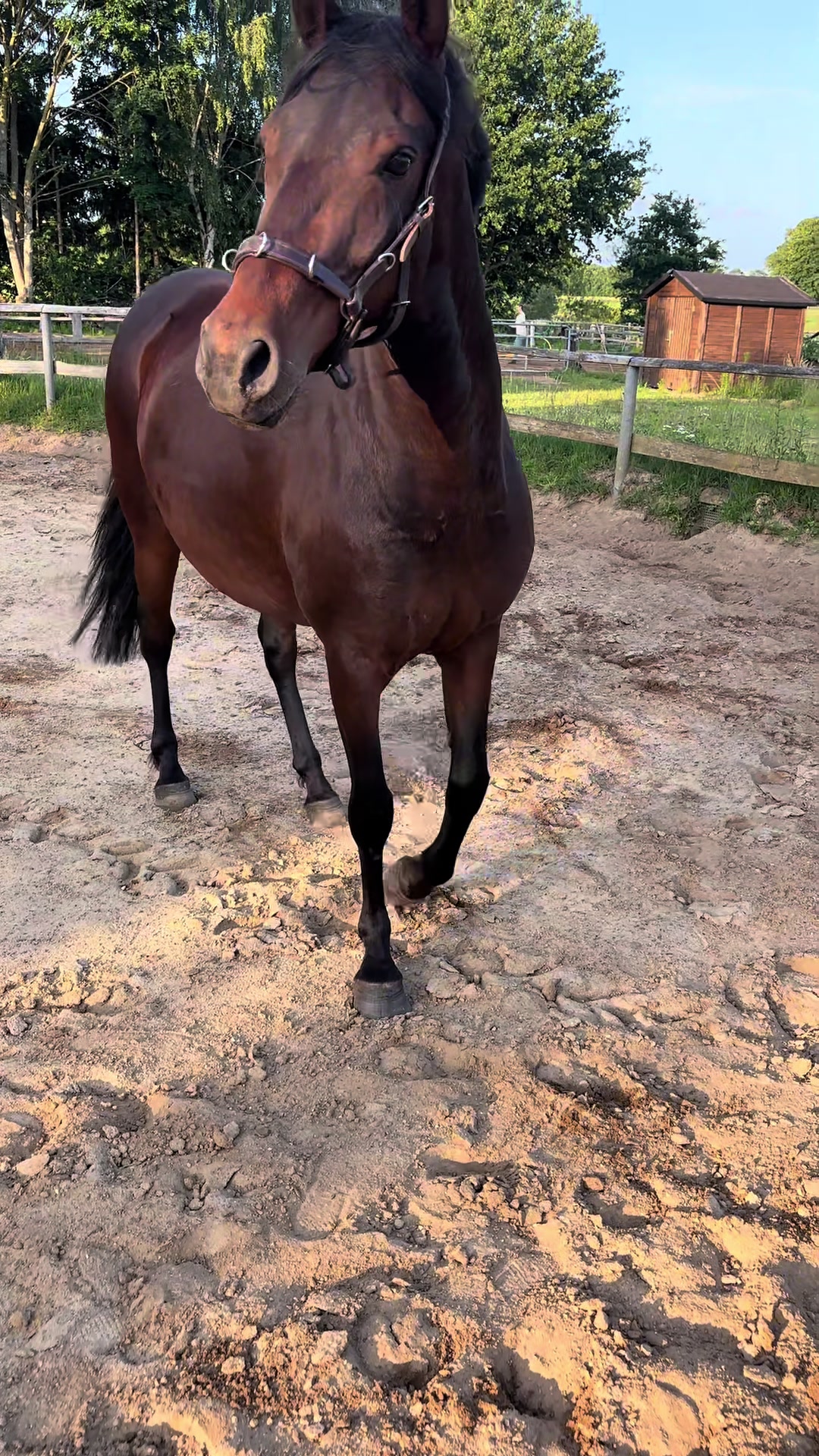 @Mooni & Vanessa 🐴