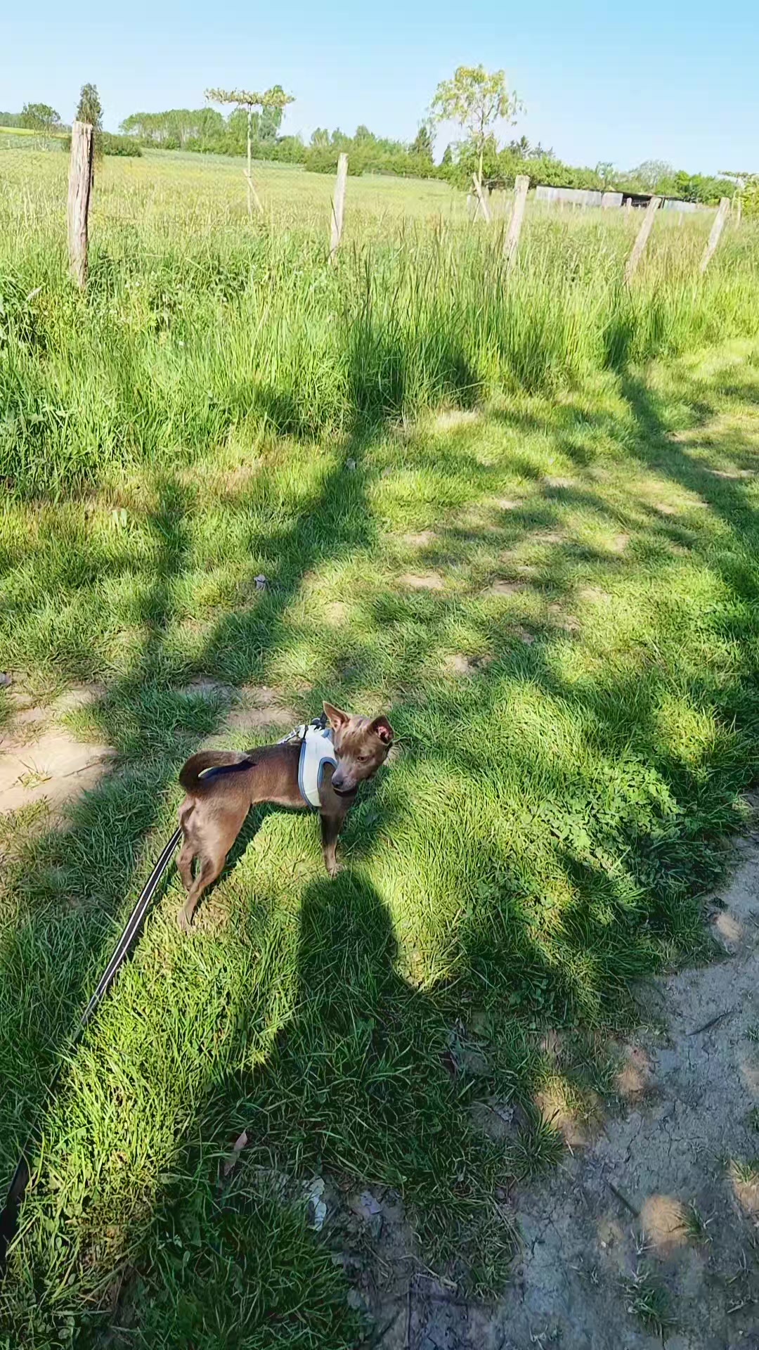 @Stéphy🐕🩷🤍🐶