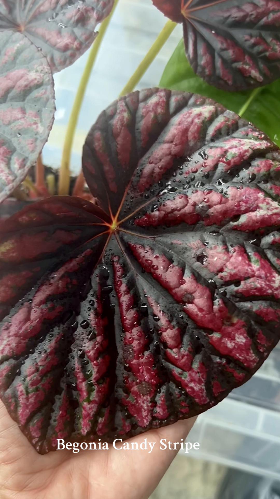 @About The Plant