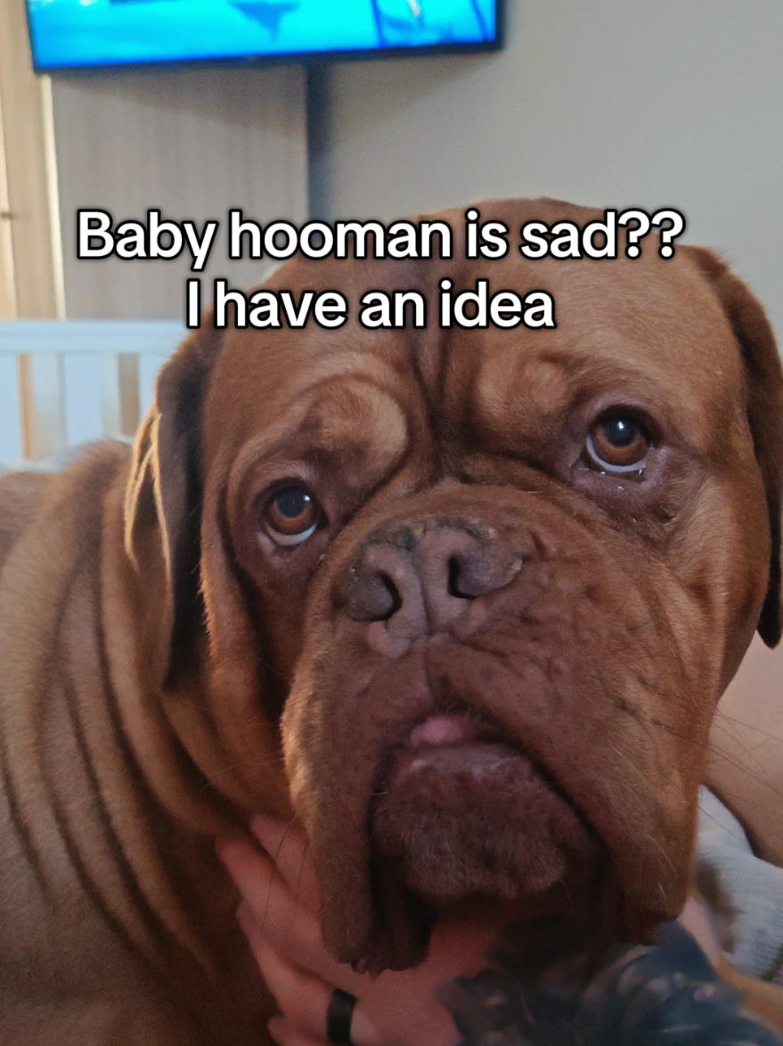 @Diva Dogue Nala