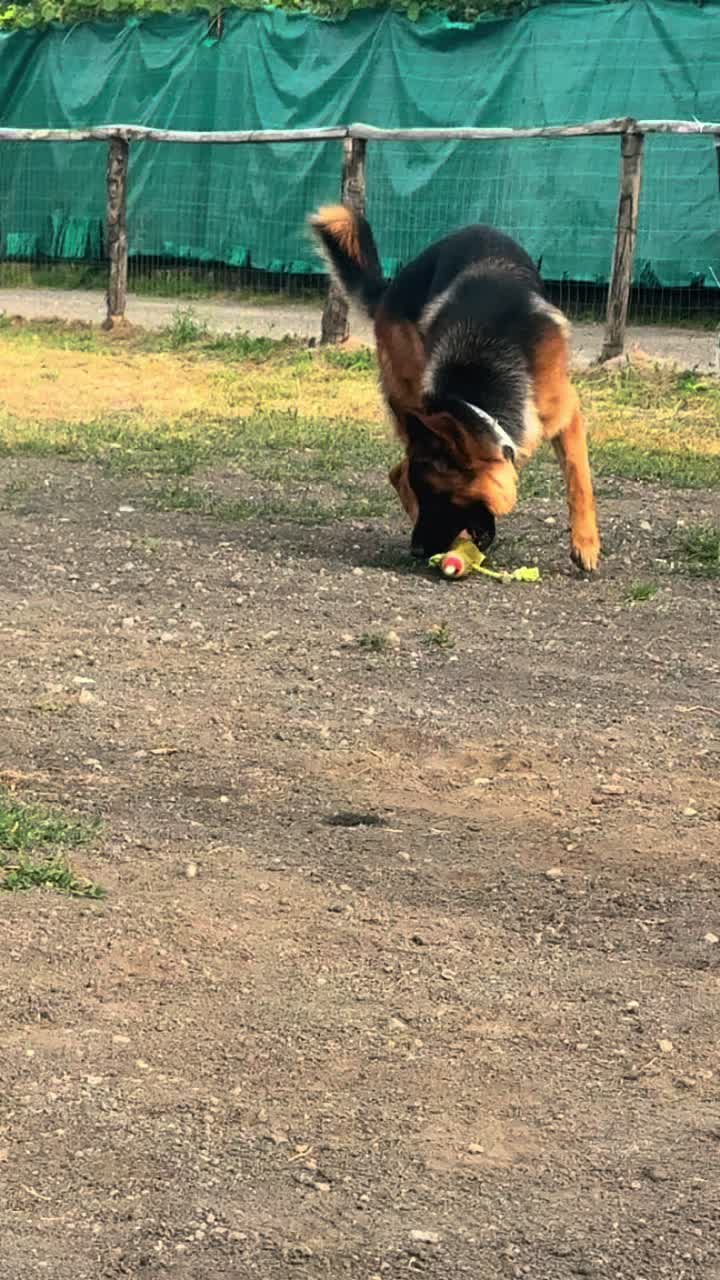 @My funny dog 🐶