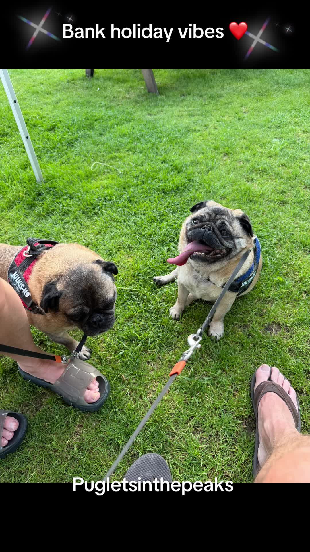 @Puglets in the peaks