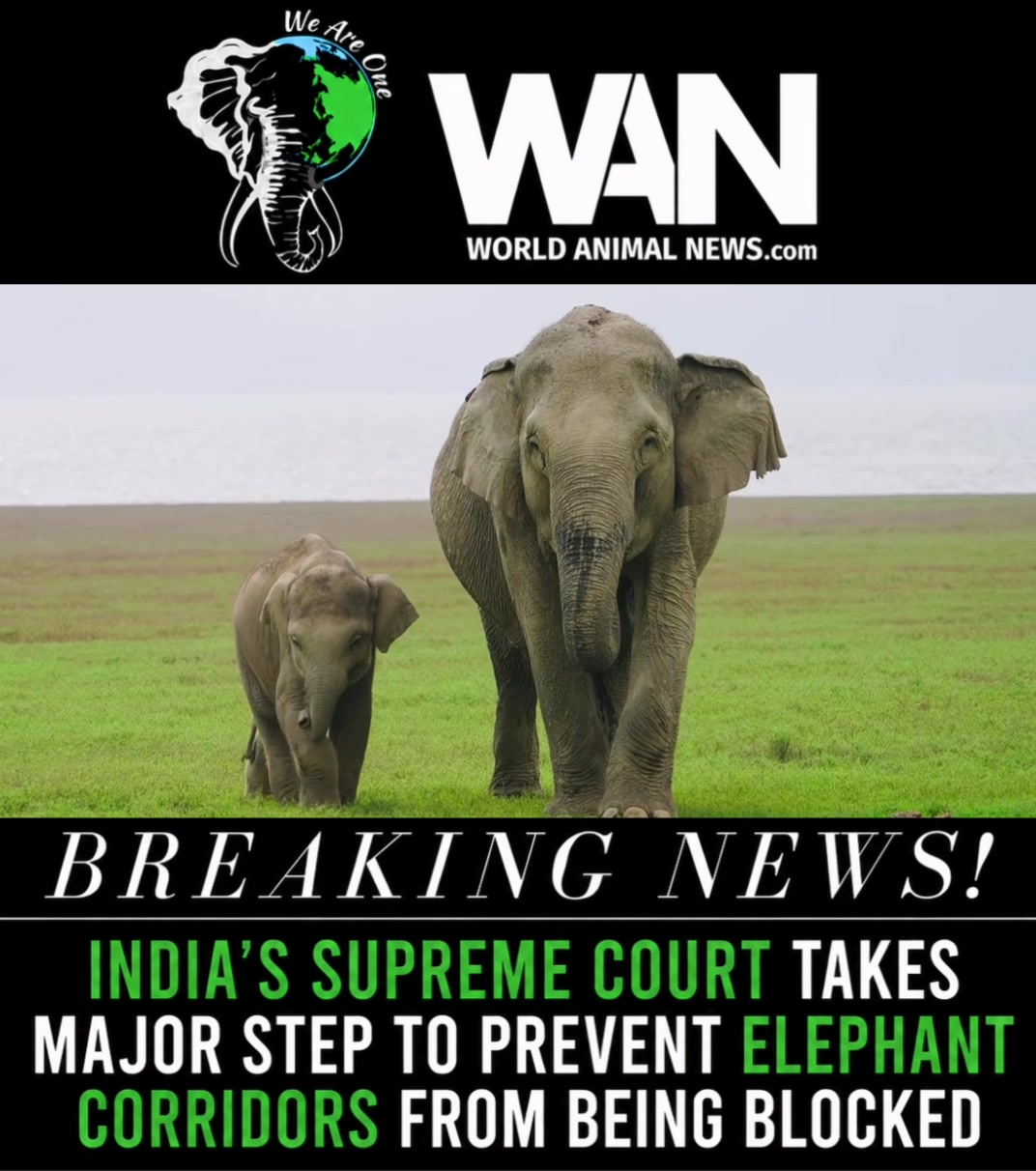 @WAN🐘