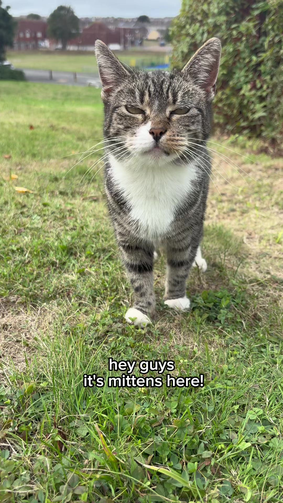 @Mittens