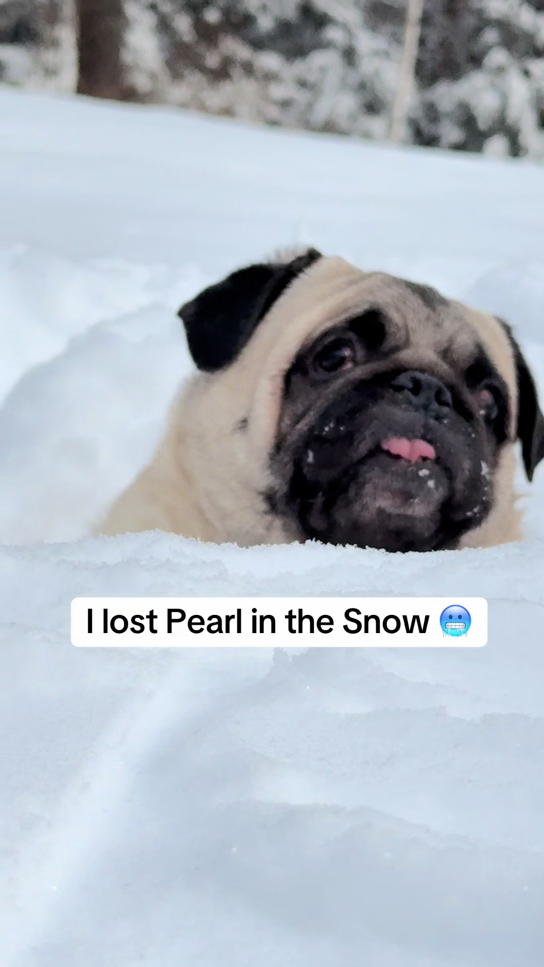 @PEARL - Quadruple-Amputee Pug