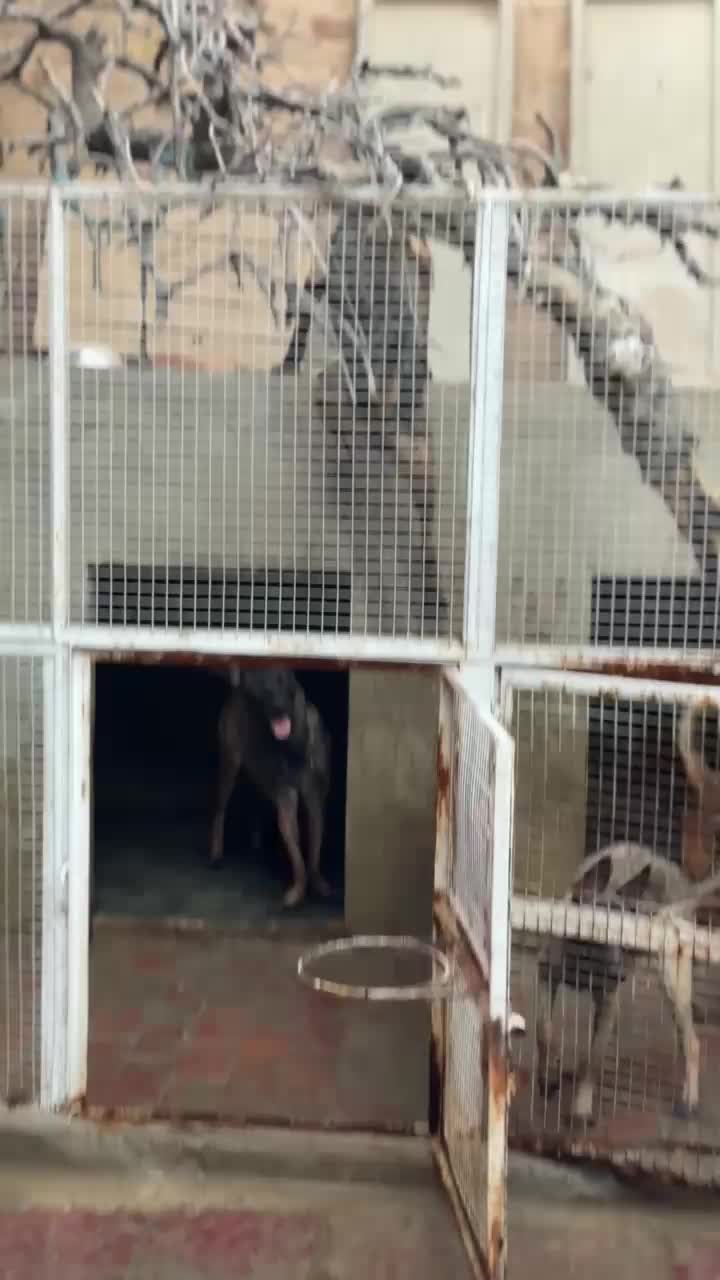 @MalinoisofPakistan
