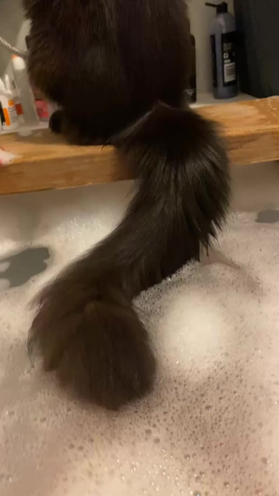 @tasha.stella.lola.kong