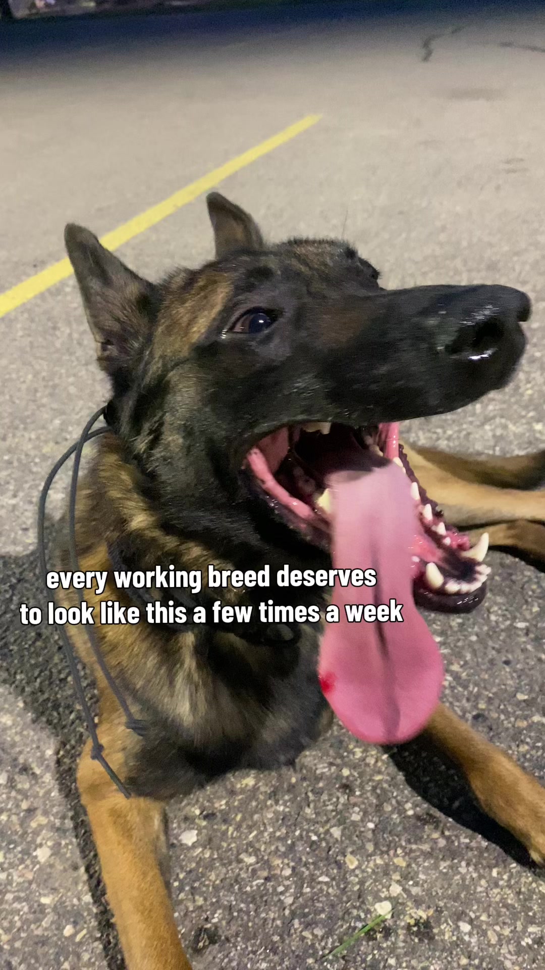 @Achilles & Rocco