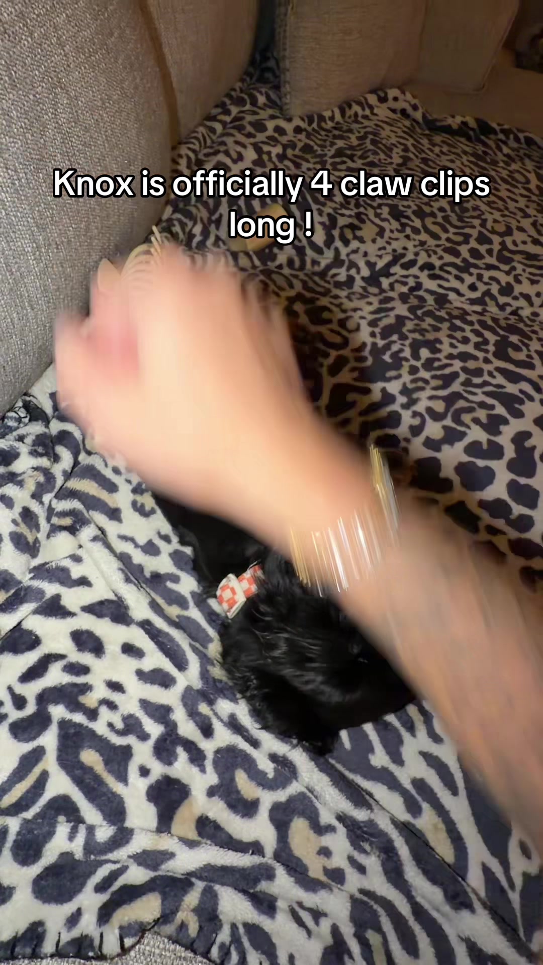 @shyra
