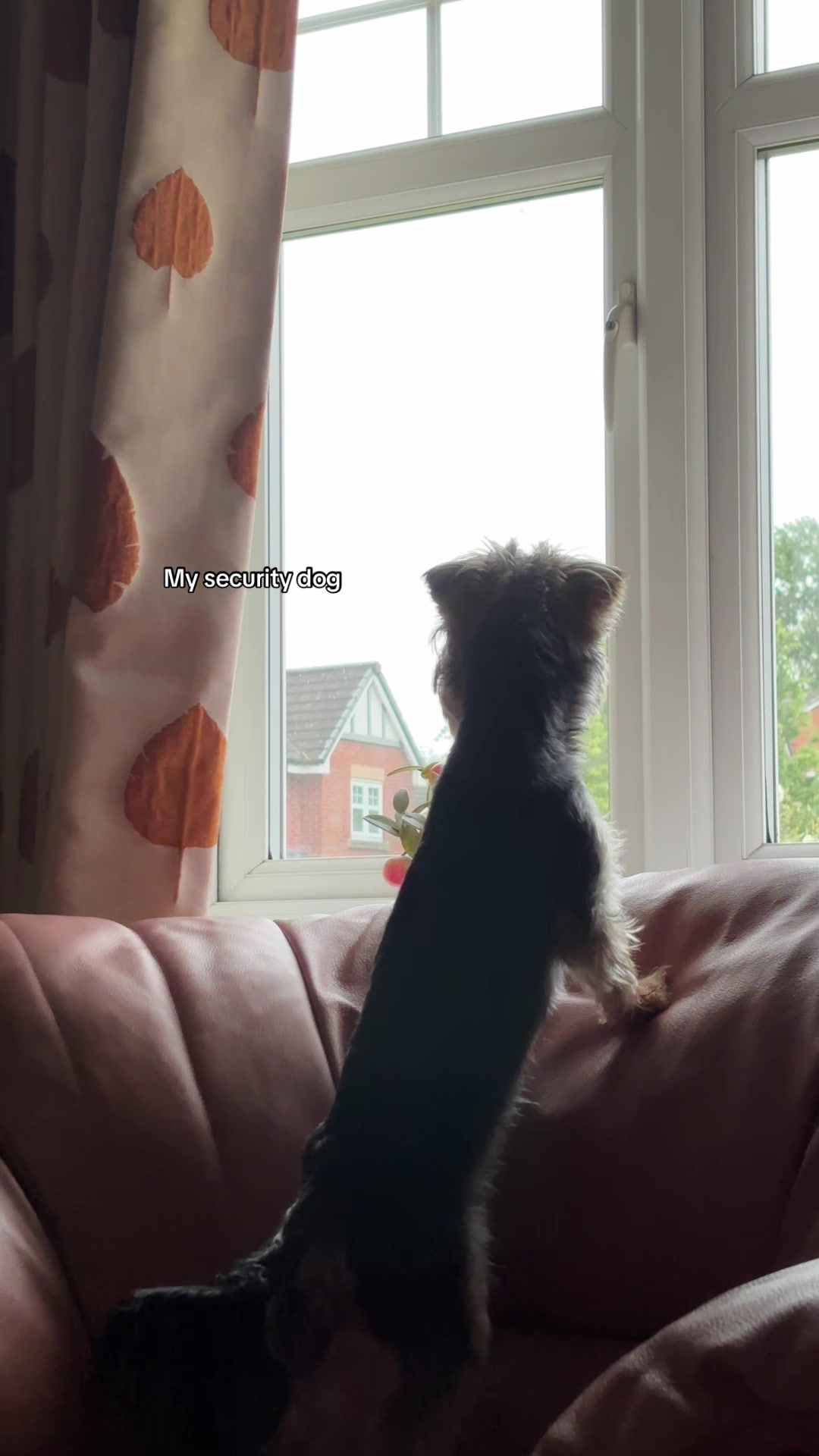 @Benjie the Yorkie