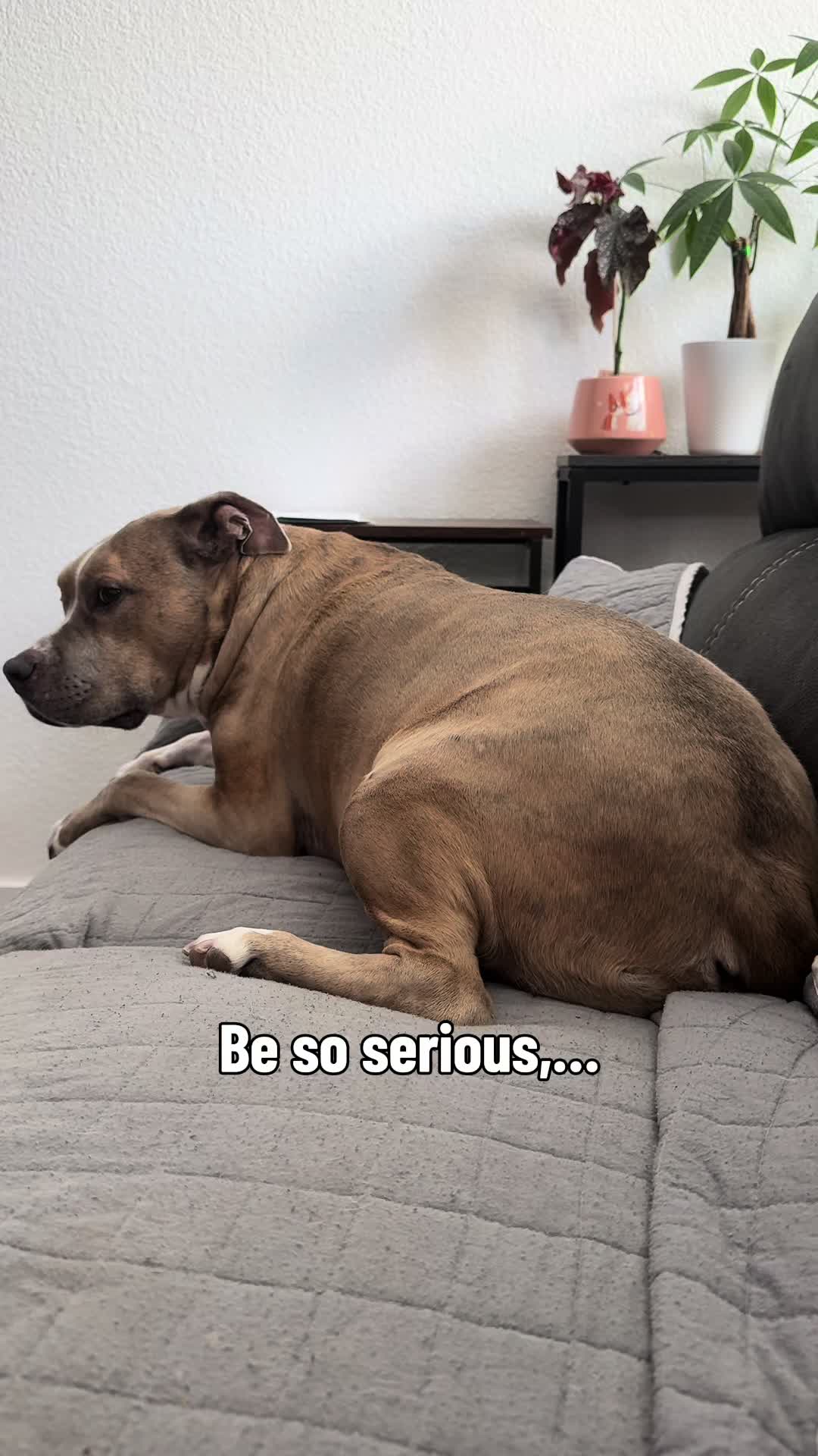 @Indie.pittie