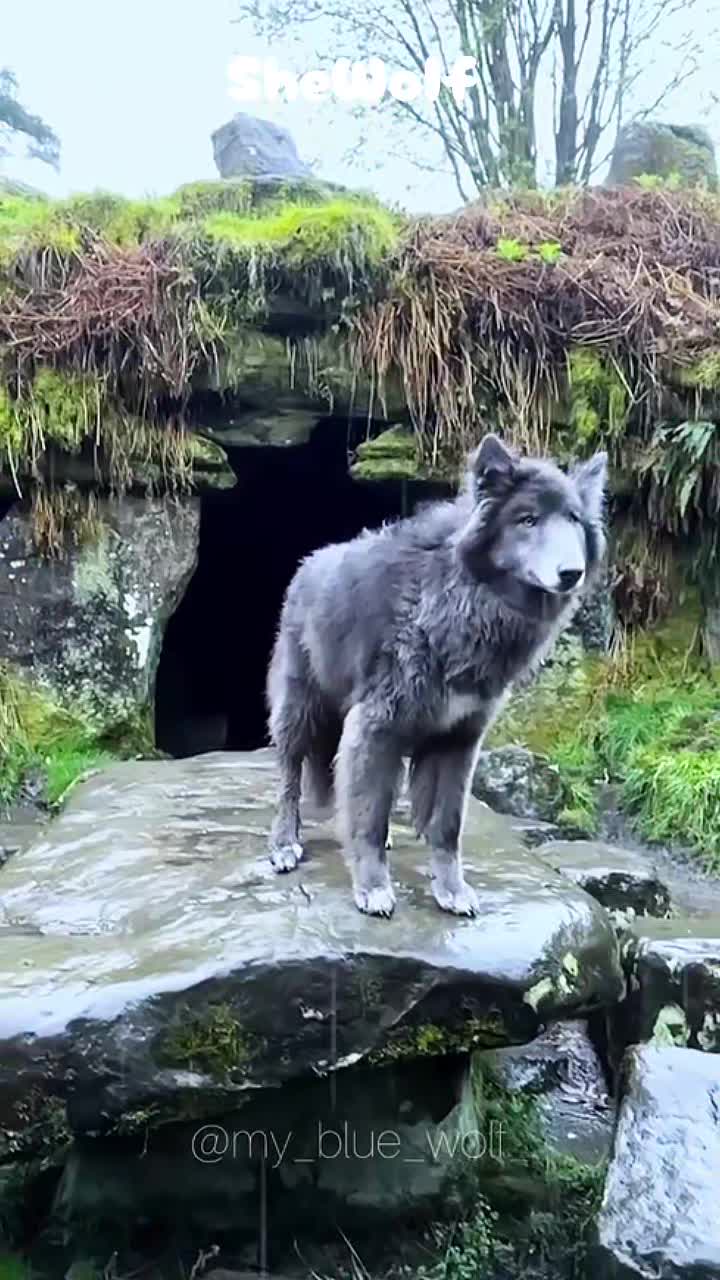 @She Wolf