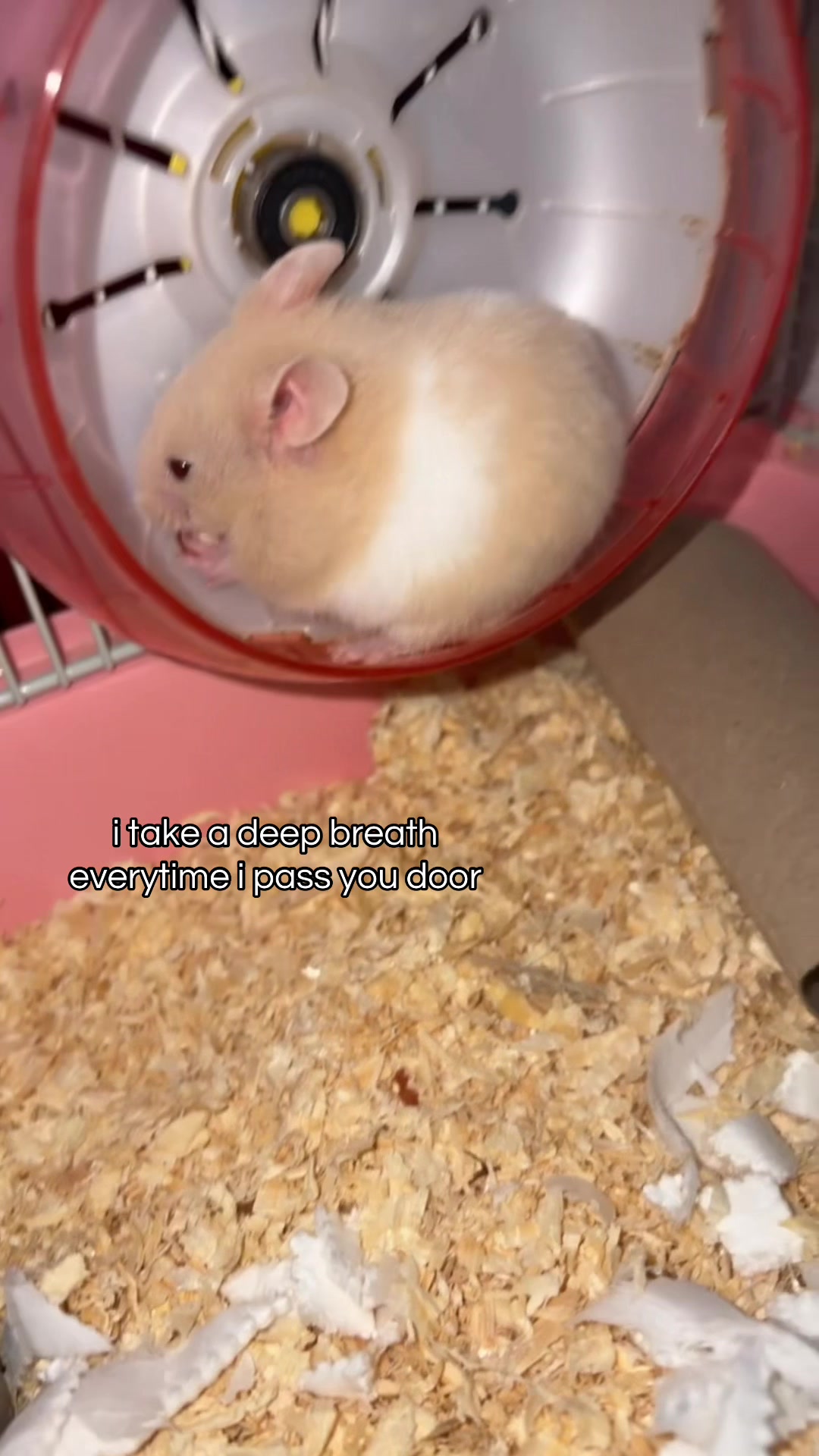 @giorgi