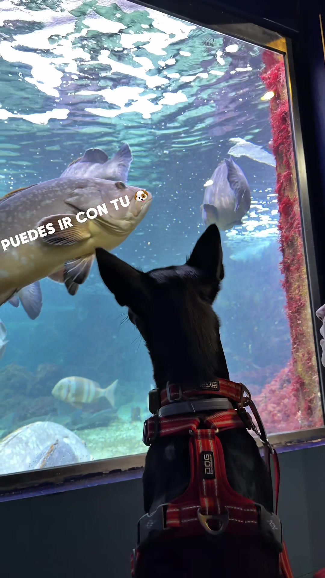 @Ares y Aura