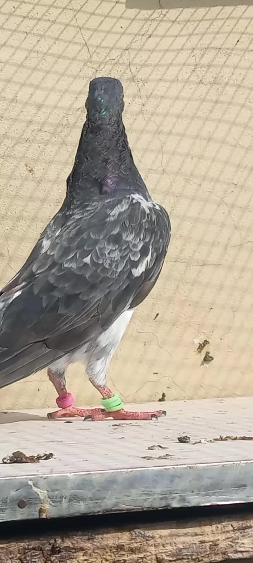 @Ranakasuripigeon