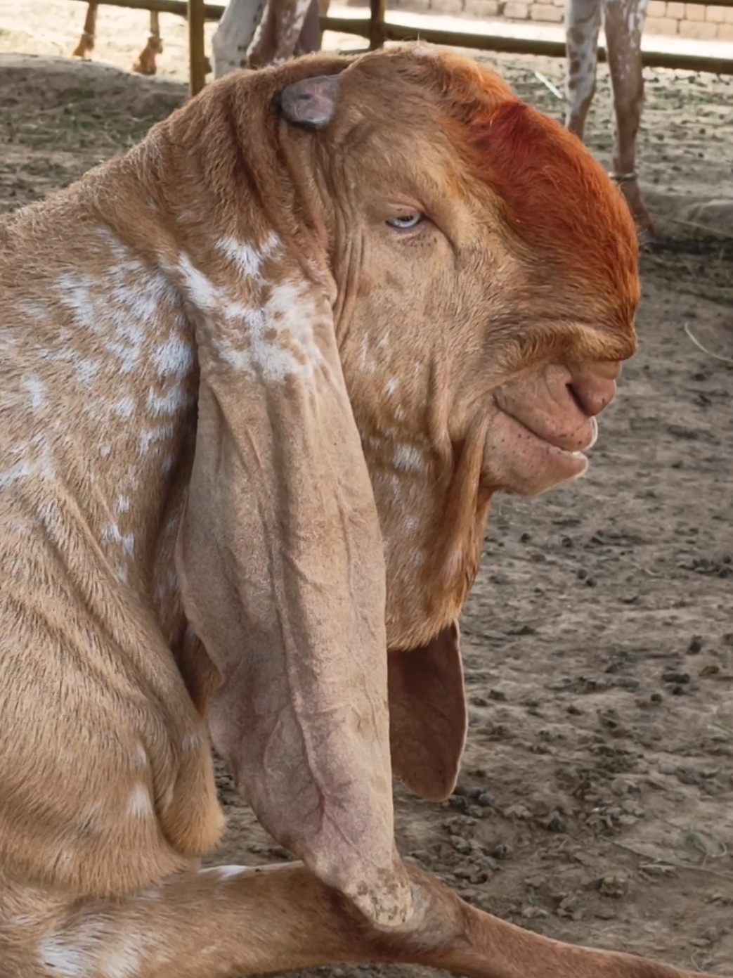 @AHMED GOAT CORNER 🐐🇵🇰
