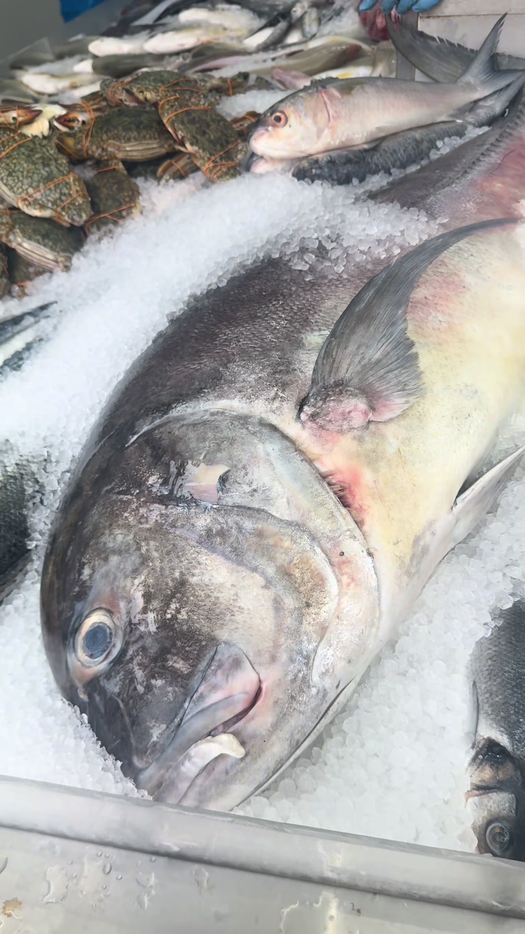 @Fishworld and Halal Meat