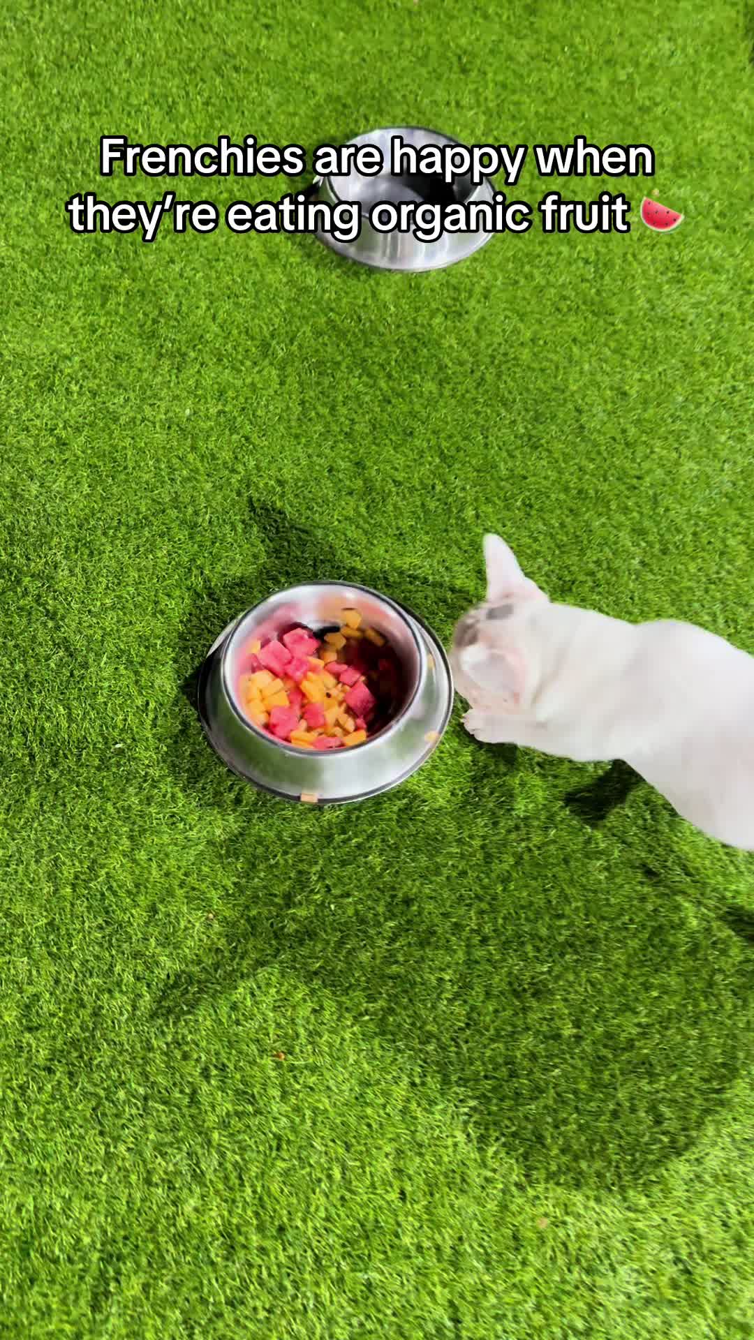 @✨Luxurious Frenchie House✨