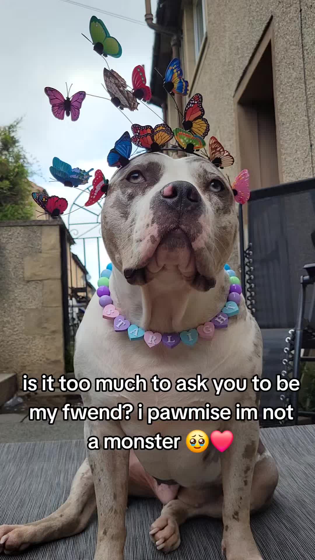@kirsty+starlight the xl bully