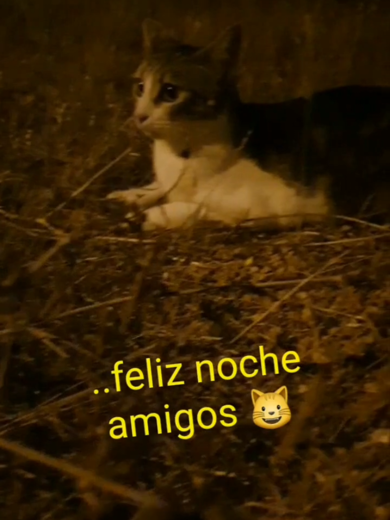 @nikii