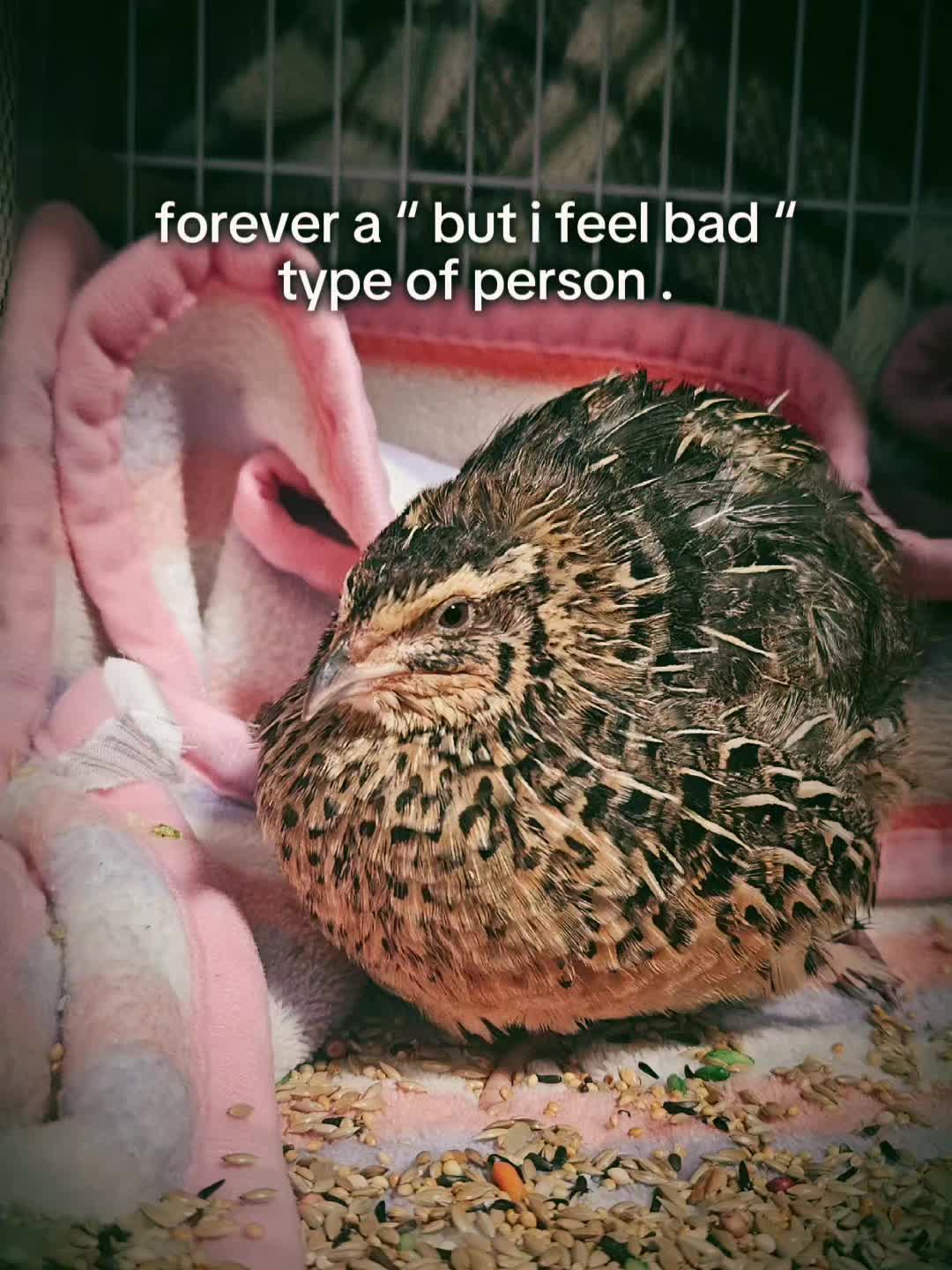 @birdlover123:)