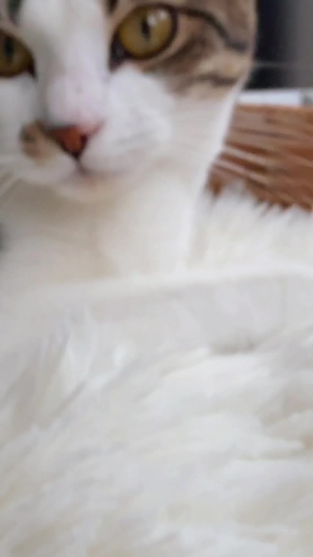 @ᥫ᭡ 𝔅𝔲𝔅𝔲 ᥫ᭡