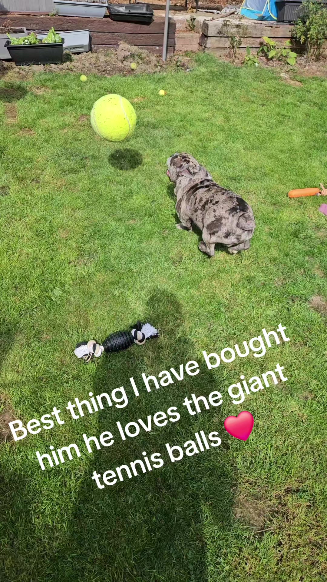 @Emma & Hooch ❤️🐾🐾