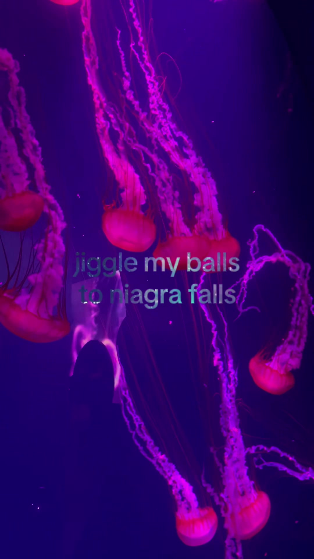 @angell1wings