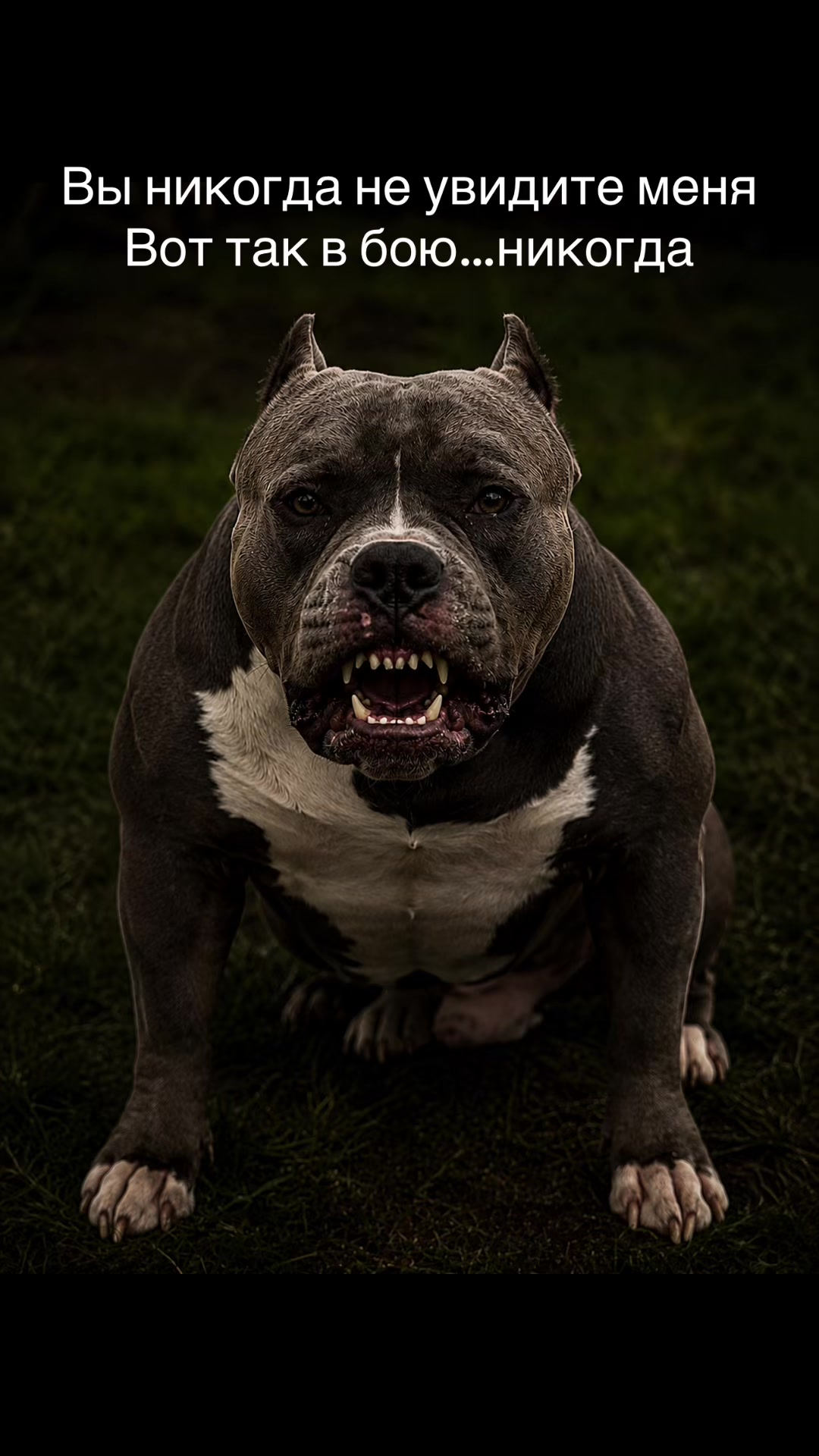 @Odessa Bully kennel