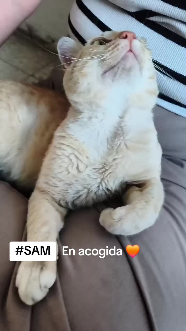 @SOS FELINA TENERIFE