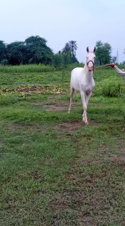@Only Horse Video 🐴🐴