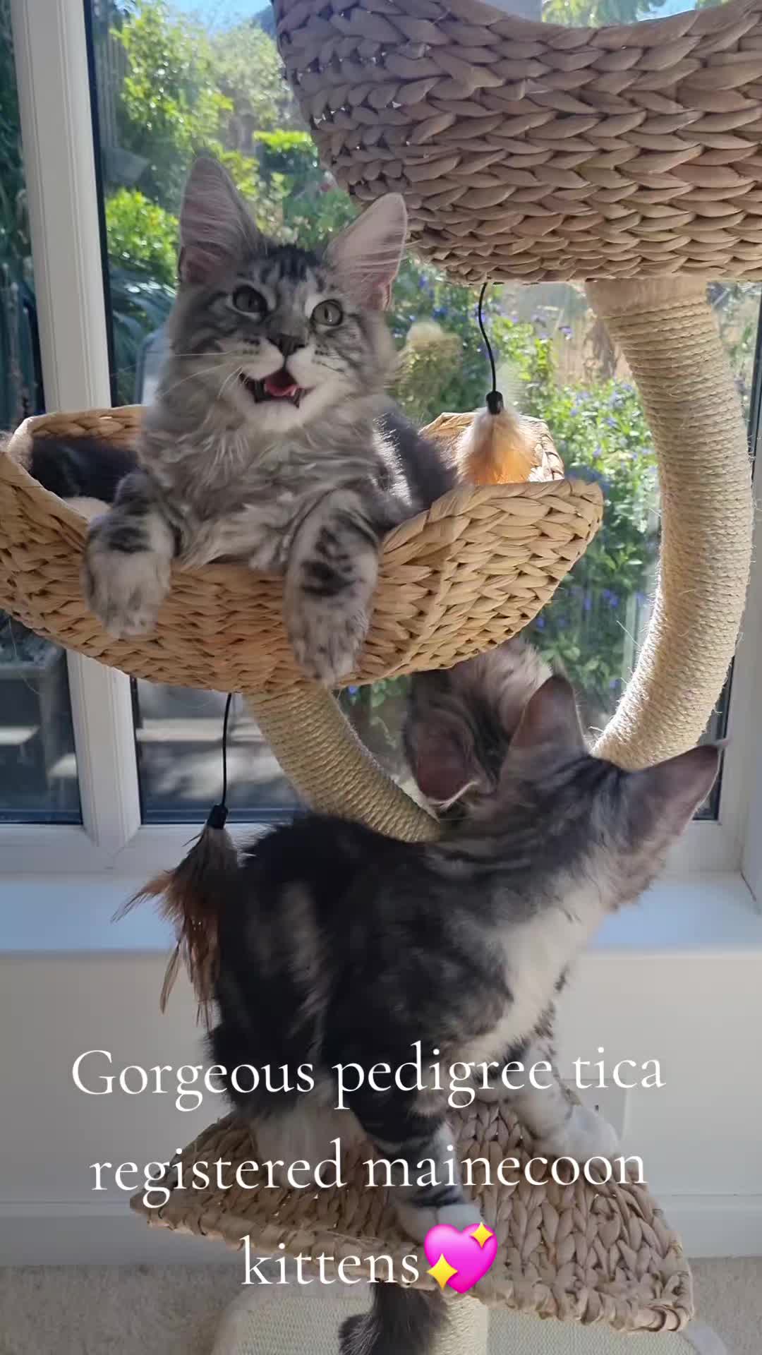 @Dollzuki Maine Coons