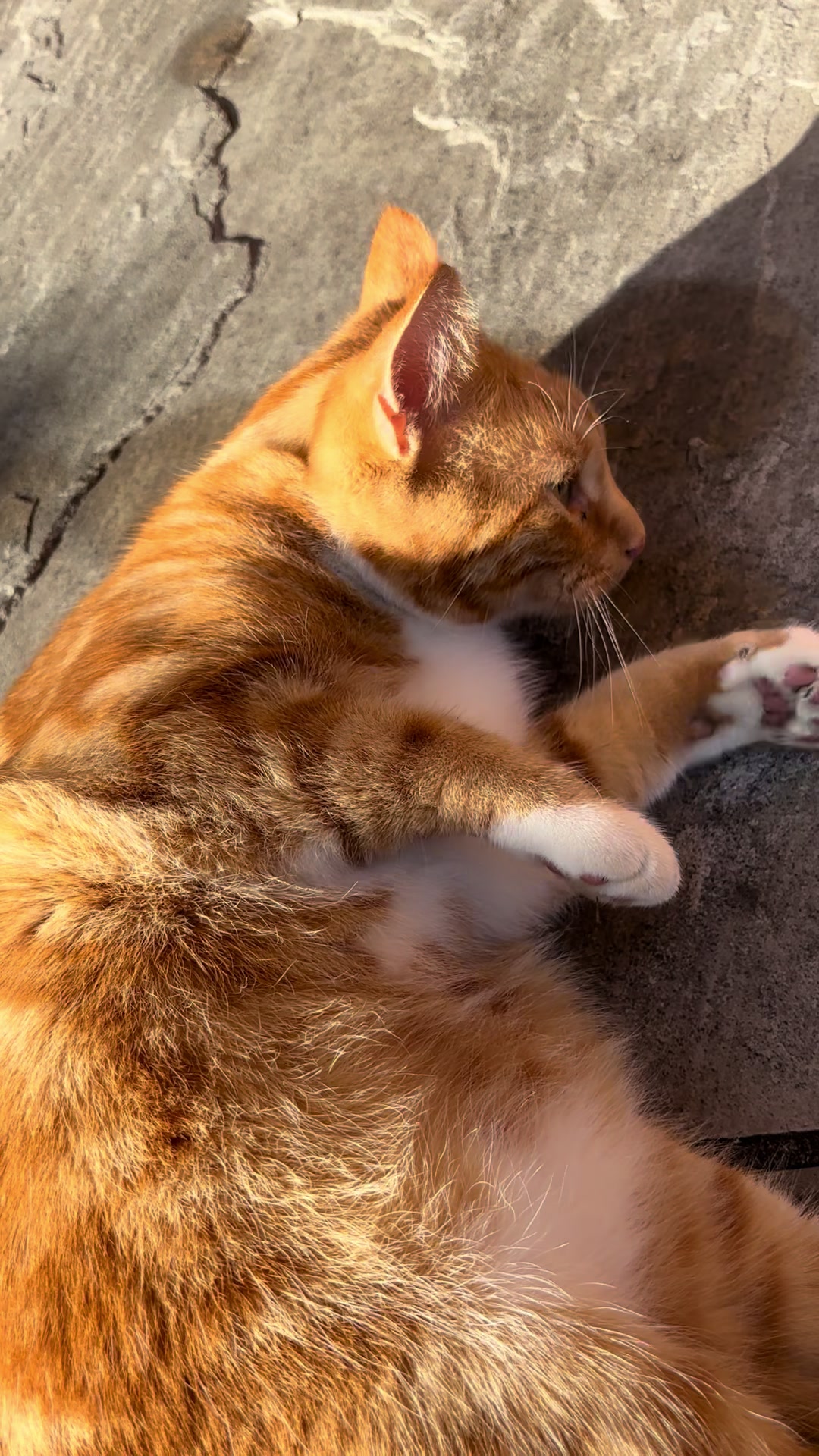 @Freddie the orange cat