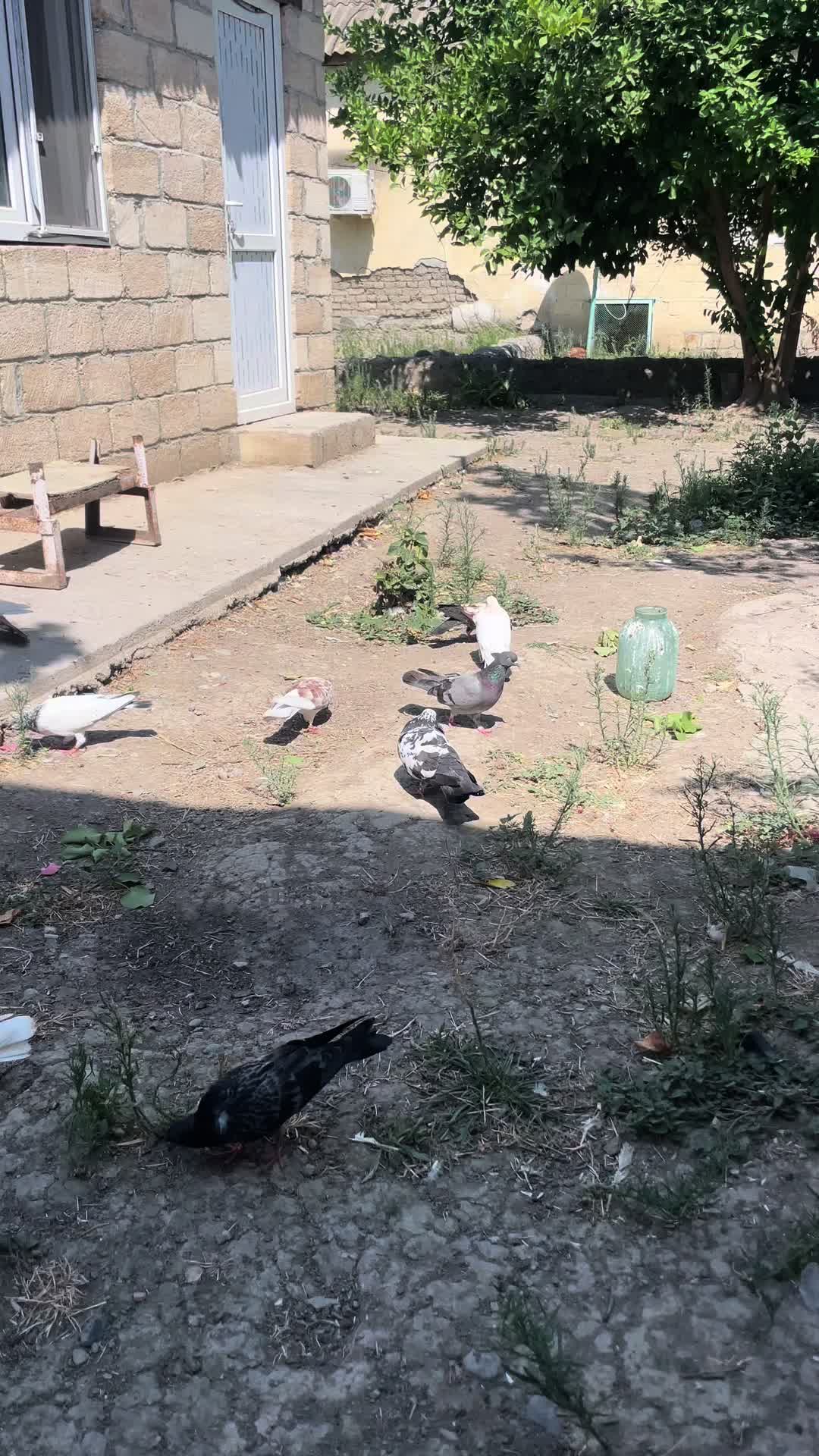 @𝗧𝗲𝘇𝗲 𝗠𝗲𝗵𝗹𝗲 🕊️
